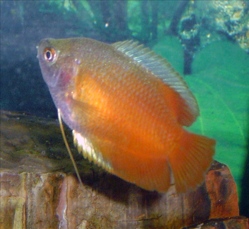 One of my new fish!. GoldGourmei2.jpg. Uploaded by Erik Hoffmann on 3/21/2004. 