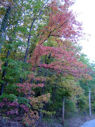 Fall Colors at Lakewood Hills. DSC01367-October-03-2004-05.jpg. Uploaded by Erik Hoffmann on 10/5/2004. 