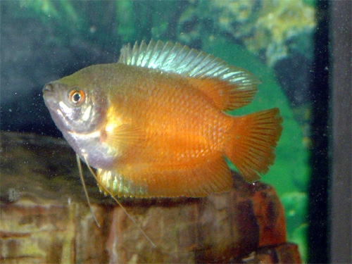 One of my new fish!. GoldGourmei.jpg. Uploaded by Erik Hoffmann on 3/21/2004. 