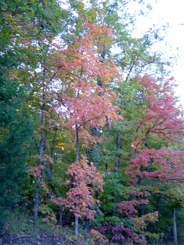 Fall Colors at Lakewood Hills. DSC01366-October-03-2004-05.jpg. Uploaded by Erik Hoffmann on 10/5/2004. 