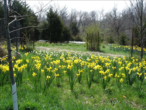 Field of Daffodil's. DSC01081Field of Daffodils North to South 2005-04-09.jpg. Uploaded by Marie Hoffmann on 5/1/2005. 