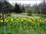 DSC01081Field of Daffodils North to South 2005-04-09.jpg 500x375