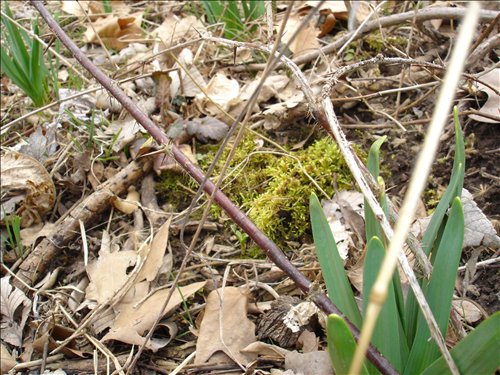 DSC00986 Woods Daffodils & Moss 2005-03-12007.jpg. Uploaded by Marie Hoffmann on 3/13/2005. 