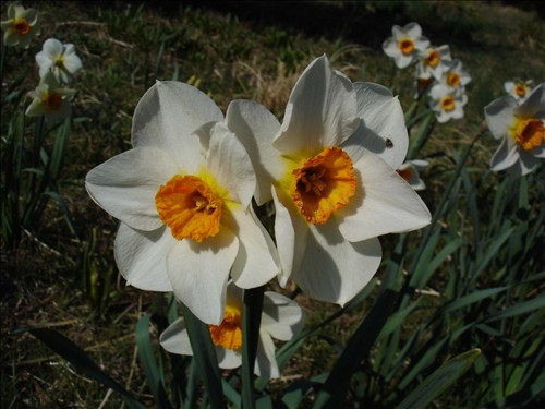 Daffodils. DSC01049 Daffodils 2005-04-02.jpg. Uploaded by Marie Hoffmann on 5/1/2005. 