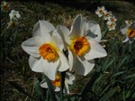 DSC01049 Daffodils 2005-04-02.jpg 500x375