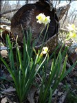 DSC01044 Minnow Daffodils 2005-04-02.jpg 375x500