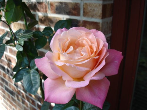 Marie's Rose. DSC00548.JPG. Uploaded by Marie Hoffmann on 10/31/2004. 
