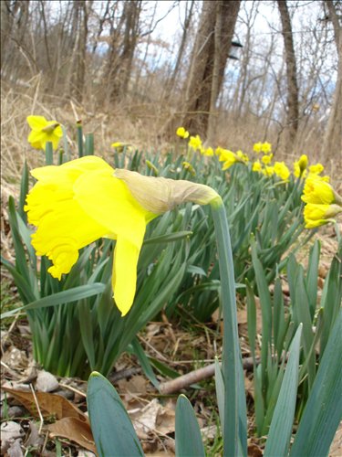 DSC00983 Yellow Daffodils 2005-03-12004.jpg. Uploaded by Marie Hoffmann on 3/13/2005. 