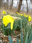 DSC00983 Yellow Daffodils 2005-03-12004.jpg 375x500