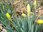 DSC00966 Spring at Last - Daffodils set to bloom 2005-03-06035.jpg 500x375