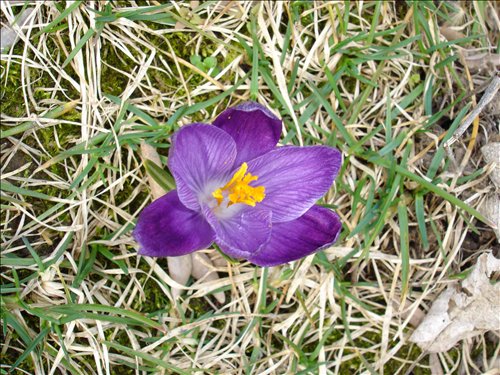 Purple Crocus. DSC00964 Spring at Last -purple crocus 2005-03-06033.jpg. Uploaded by Marie Hoffmann on 3/6/2005. 