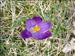 DSC00964 Spring at Last -purple crocus 2005-03-06033.jpg 500x375