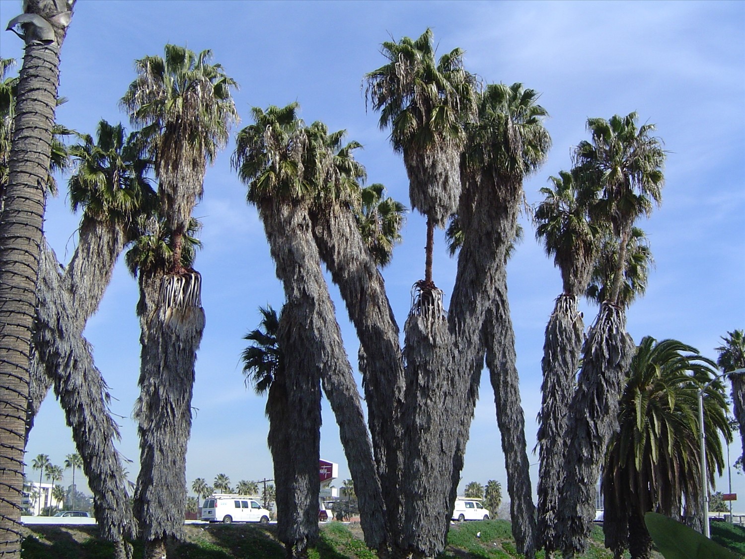 Palms in front of our hotel in San Diego. DSC00500.jpg. Uploaded by Erik Hoffmann on 2/24/2004. 