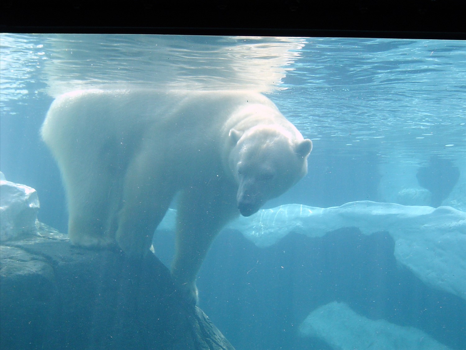 Polar Bear. DSC00507.jpg. Uploaded by Erik Hoffmann on 2/24/2004. 