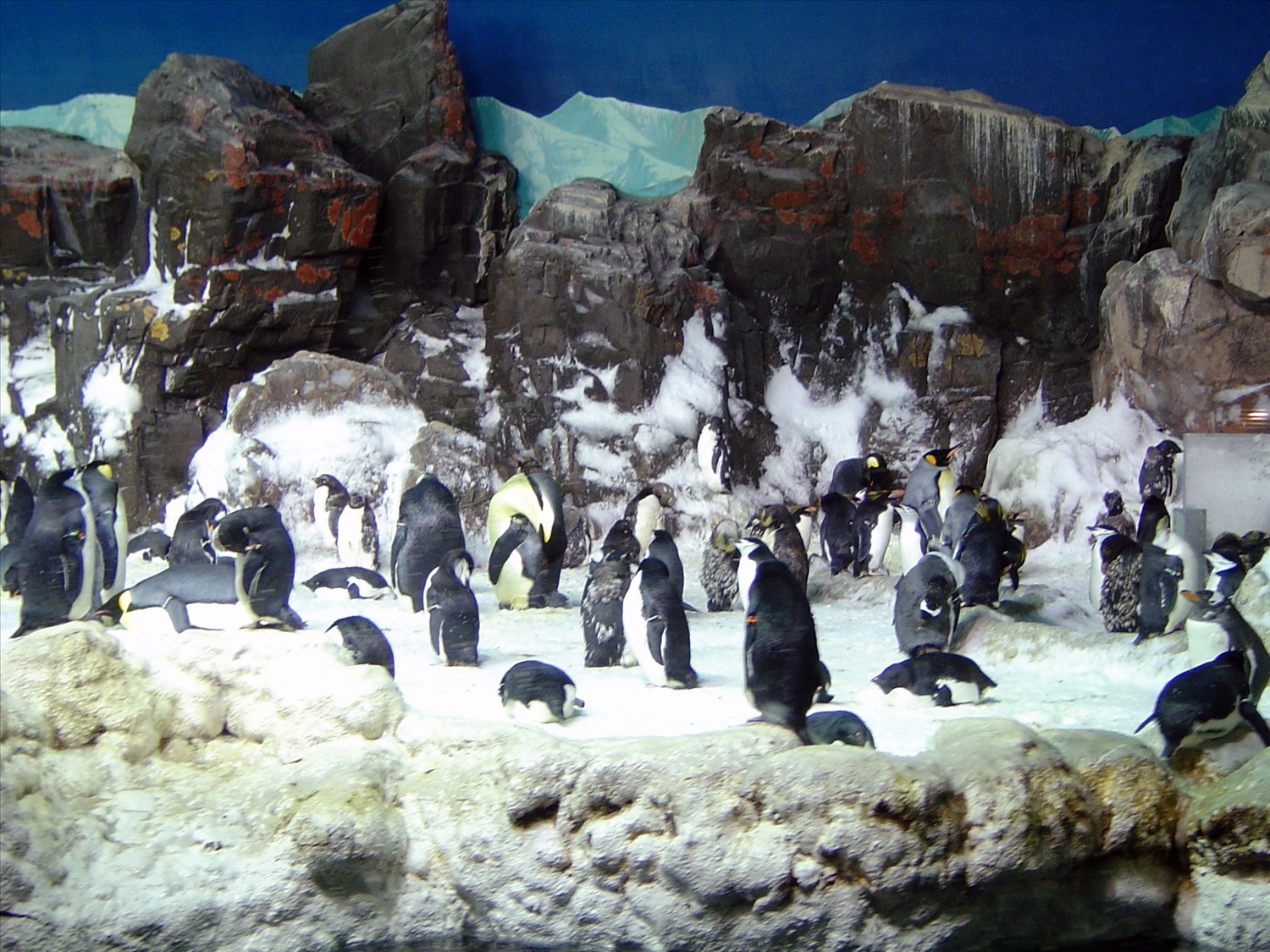 A mess of penguins. DSC00511.jpg. Uploaded by Erik Hoffmann on 2/24/2004. 