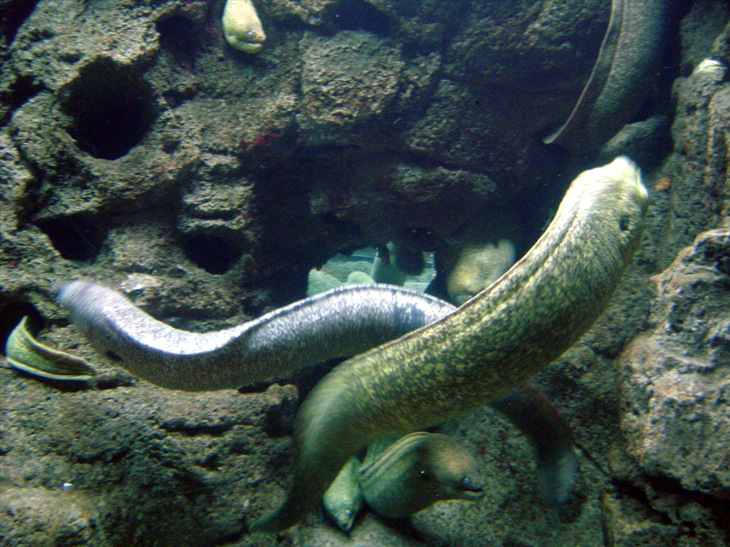 Moray Eels. DSC00527.jpg. Uploaded by Erik Hoffmann on 2/24/2004. 