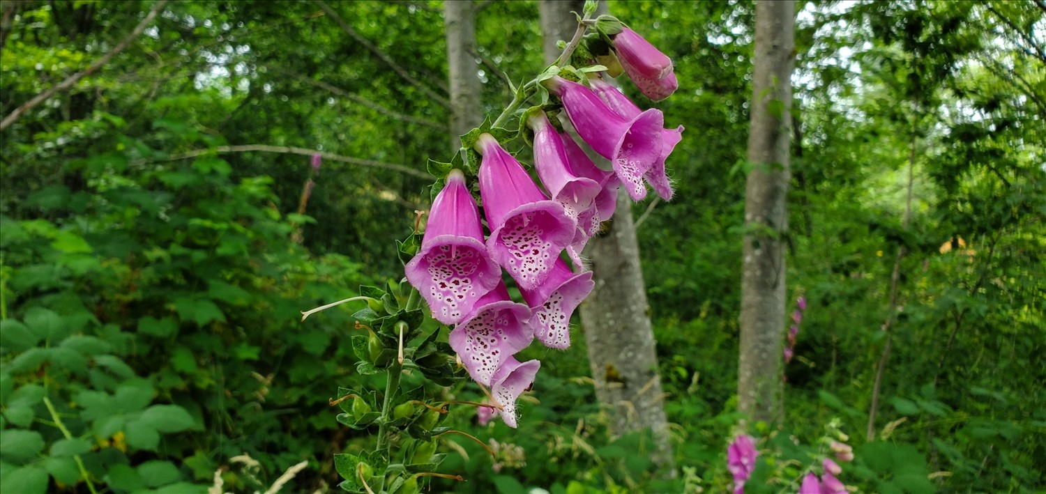 20240730_162440--July 30 2024-04.24.40 PM.jpg. 20240730_162440--July 30 2024-04.24.40 PM.jpg. Uploaded by Erik Hoffmann on 8/3/2024. 