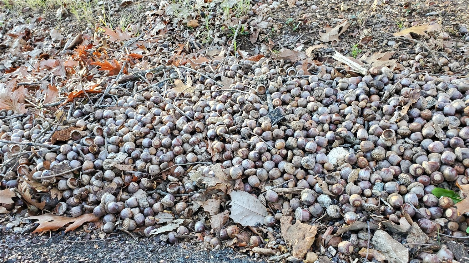 20241123_160116--November 23 2024-04.01.17 PM.jpg. 20241123_160116--November 23 2024-04.01.17 PM.jpg. Uploaded by Erik Hoffmann on 2/17/2025. 