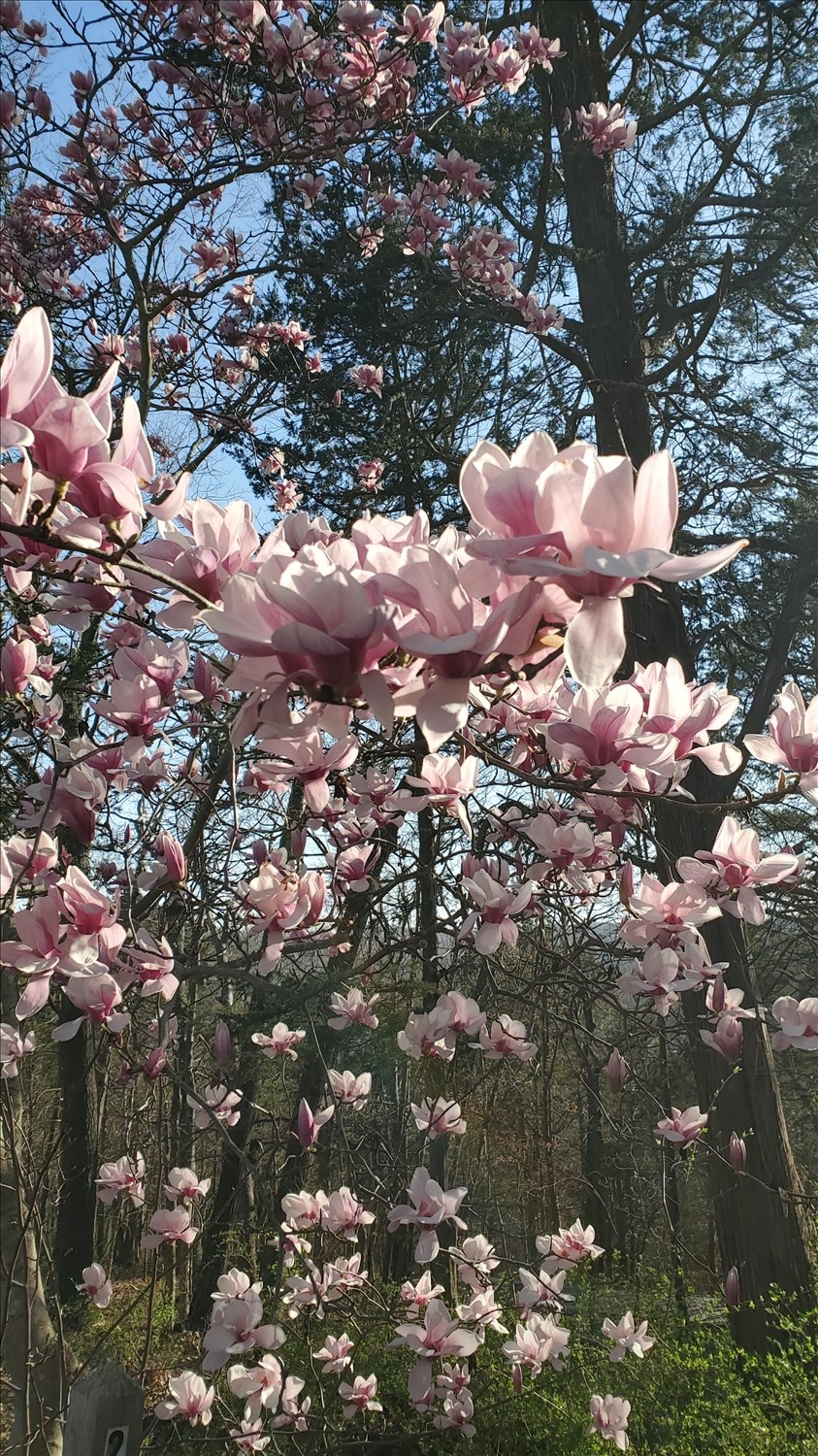 20250319_170757--March 19 2025-05.07.57 PM.jpg. 20250319_170757--March 19 2025-05.07.57 PM.jpg. Uploaded by Erik Hoffmann on 5/1/2025. 