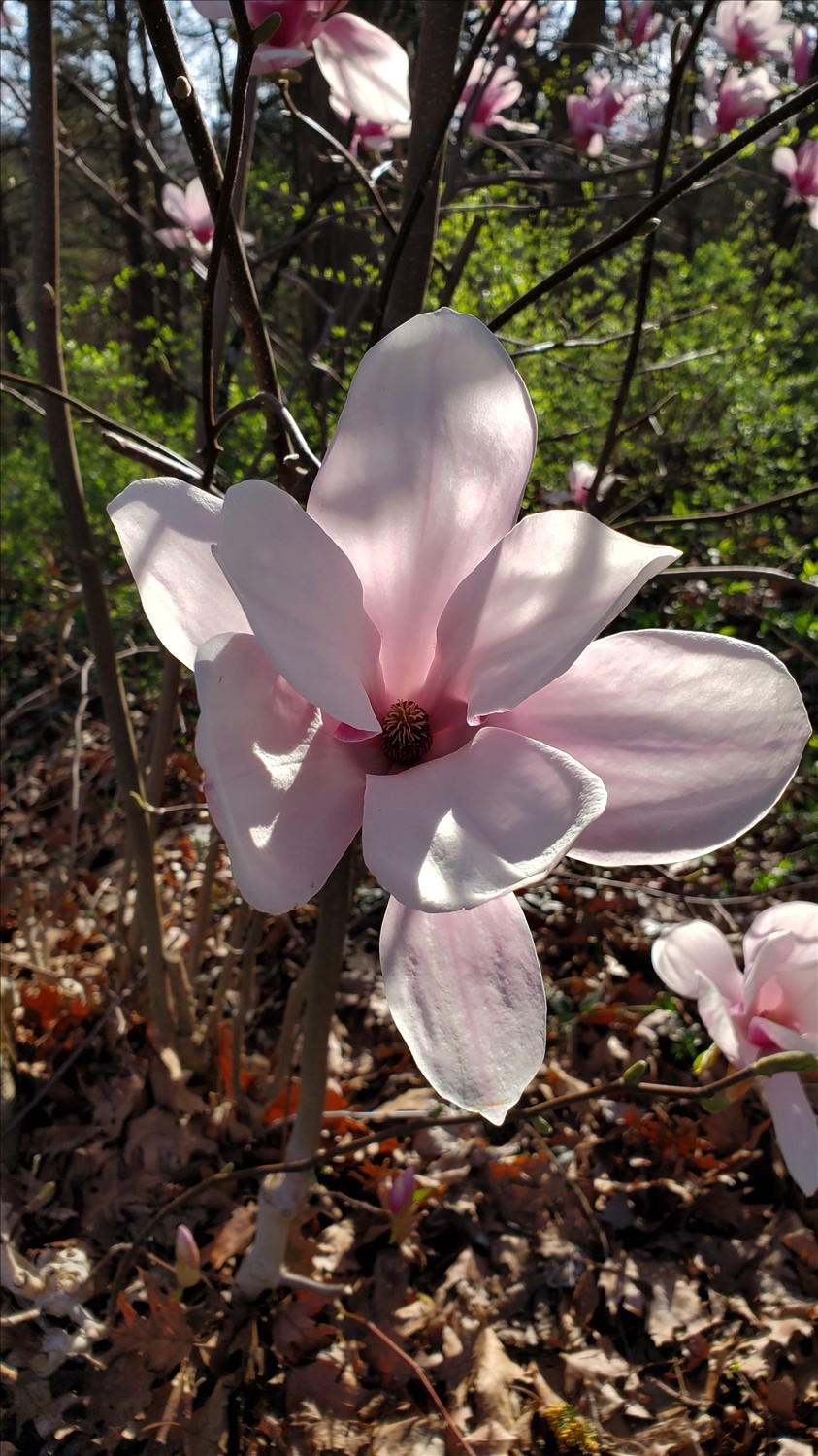 20250319_170804--March 19 2025-05.08.05 PM.jpg. 20250319_170804--March 19 2025-05.08.05 PM.jpg. Uploaded by Erik Hoffmann on 5/1/2025. 