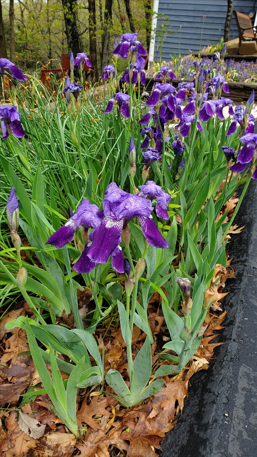 20250420_113029--April 20 2025-11.30.30 AM.jpg. 20250420_113029--April 20 2025-11.30.30 AM.jpg. Uploaded by Erik Hoffmann on 5/1/2025. 