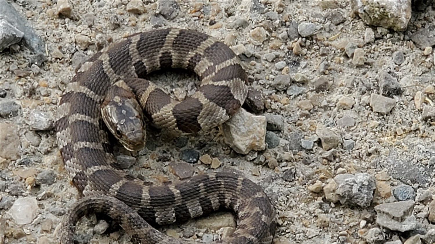 20250424_172126--April 24 2025-05.21.26 PM.jpg. 20250424_172126--April 24 2025-05.21.26 PM.jpg. Uploaded by Erik Hoffmann on 5/1/2025. 