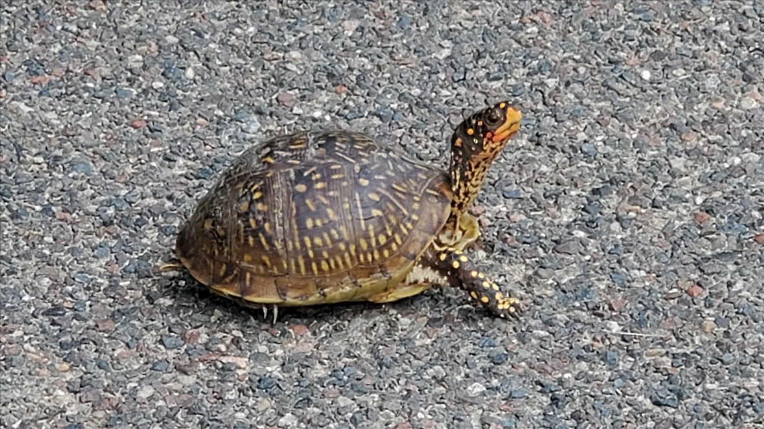 20250618_174324--June 18 2025-05.43.25 PM.jpg. 20250618_174324--June 18 2025-05.43.25 PM.jpg. Uploaded by Erik Hoffmann on 8/7/2025. 