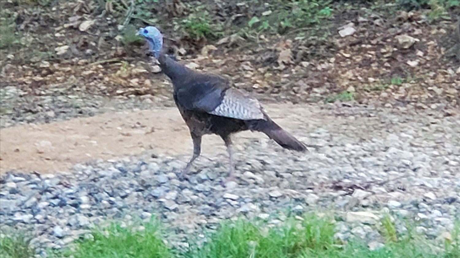 20250706_080155--July 06 2025-08.01.55 AM.jpg. 20250706_080155--July 06 2025-08.01.55 AM.jpg. Uploaded by Erik Hoffmann on 8/7/2025. 