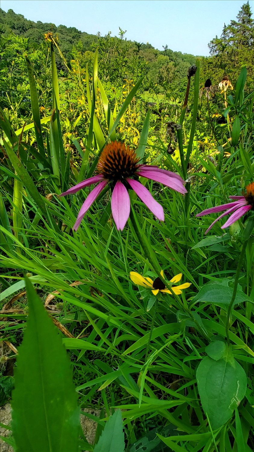 20250801_164948--August 01 2025-04.49.49 PM.jpg. 20250801_164948--August 01 2025-04.49.49 PM.jpg. Uploaded by Erik Hoffmann on 8/7/2025. 