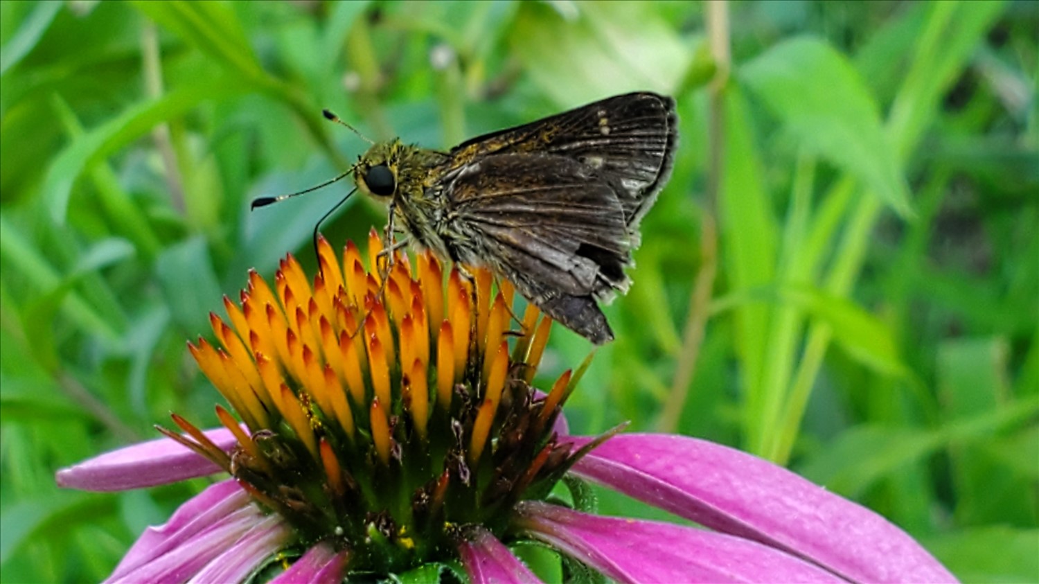 20250801_165018--August 01 2025-04.50.18 PM.jpg. 20250801_165018--August 01 2025-04.50.18 PM.jpg. Uploaded by Erik Hoffmann on 8/7/2025. 