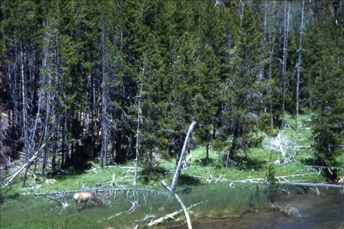 Elk in Yellowstone Park Fri July 24, 1953. img024.jpg. Uploaded by Marie Hoffmann on 1/31/2012. 